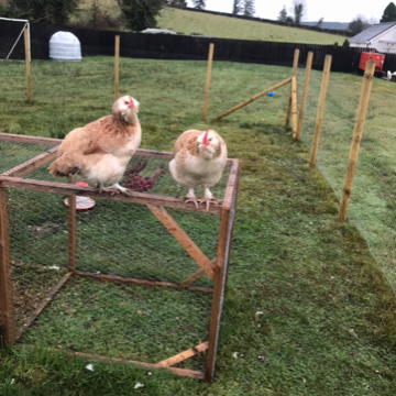 Two chickens standing on top of a chicken coop 